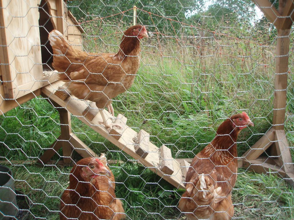 White House Farm Bed and Breakfast Hindolveston Esterno foto